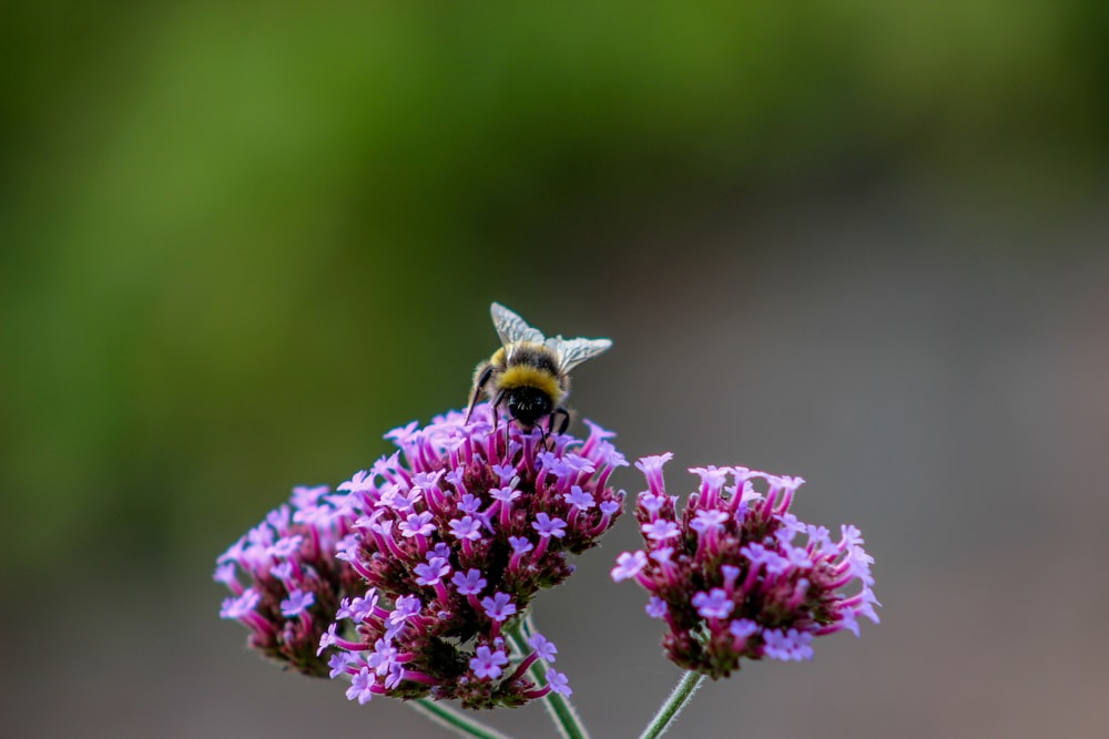 purple flower in tilt shift lens