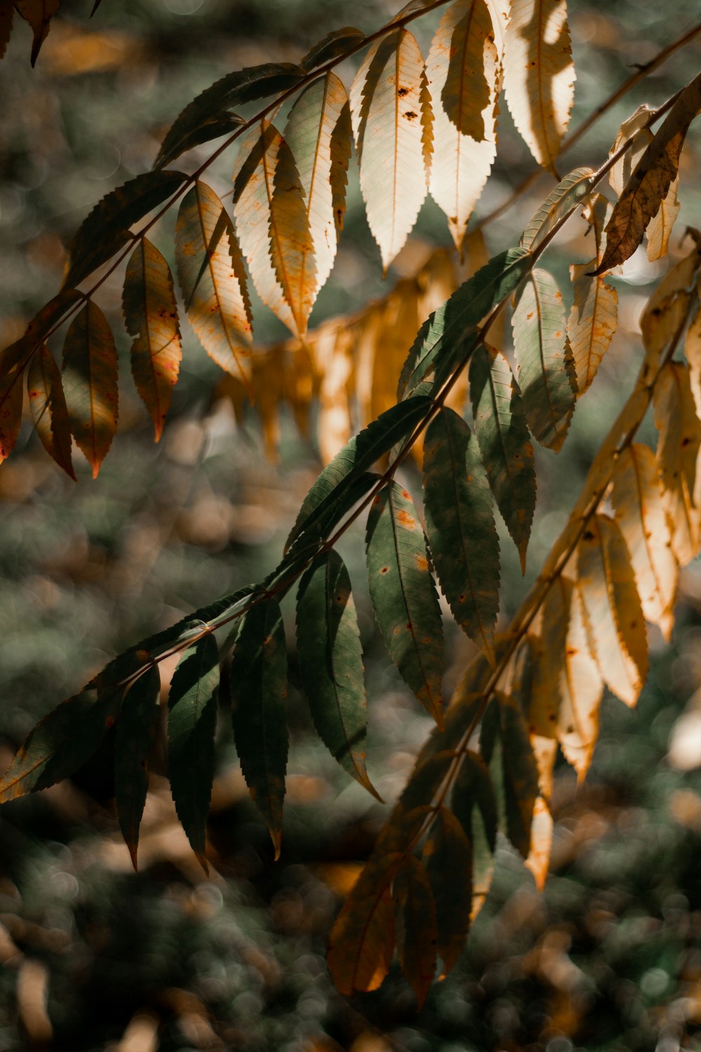 green and brown leaves during daytime