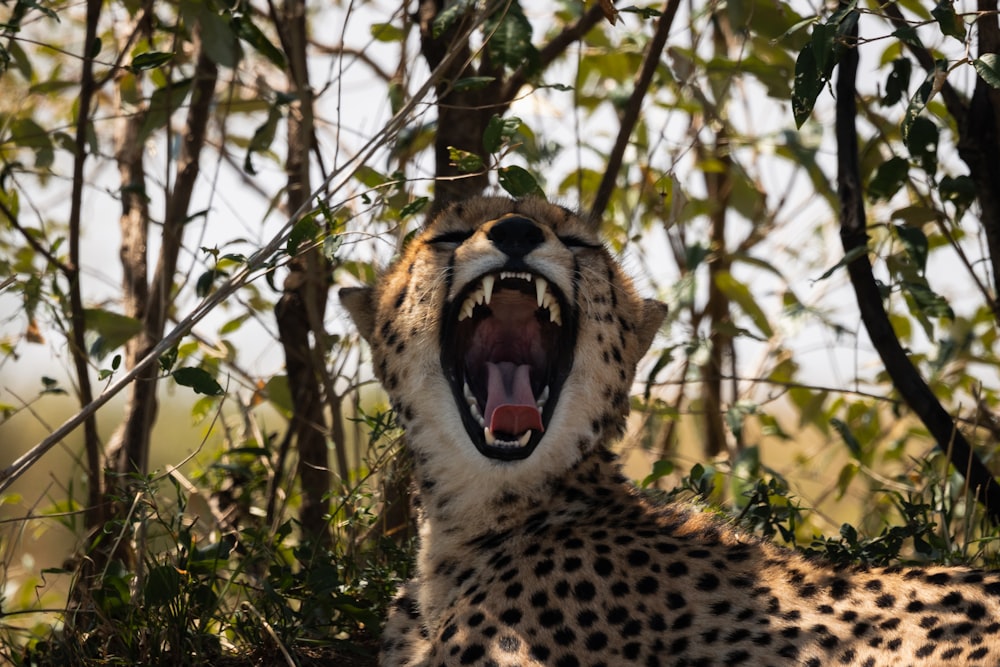cheetah on brown grass during daytime