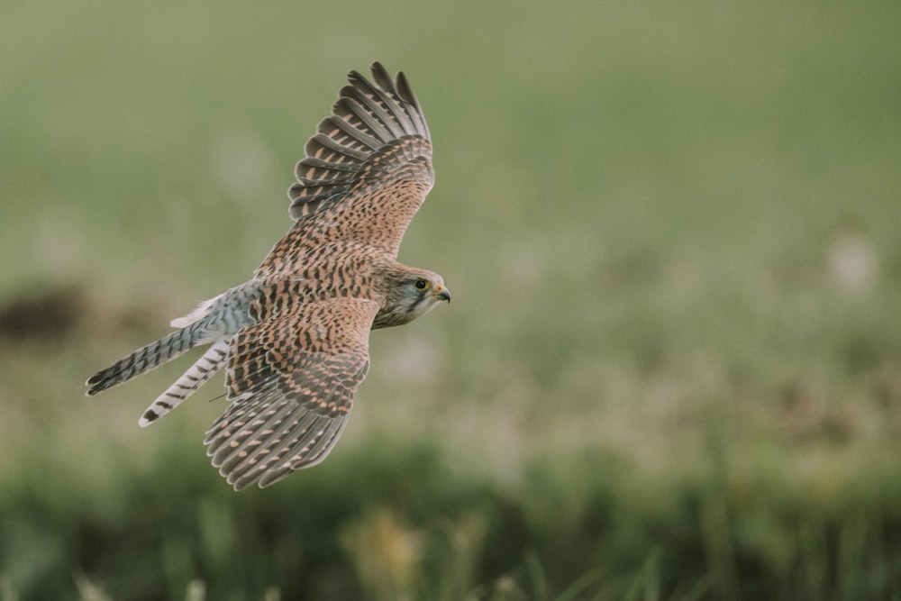 brown and black bird flying during daytime