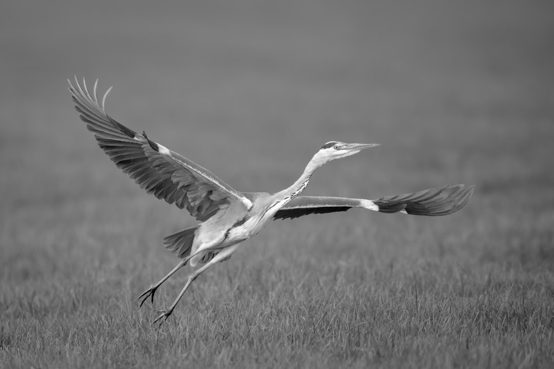 grayscale photo of a bird flying over the grass