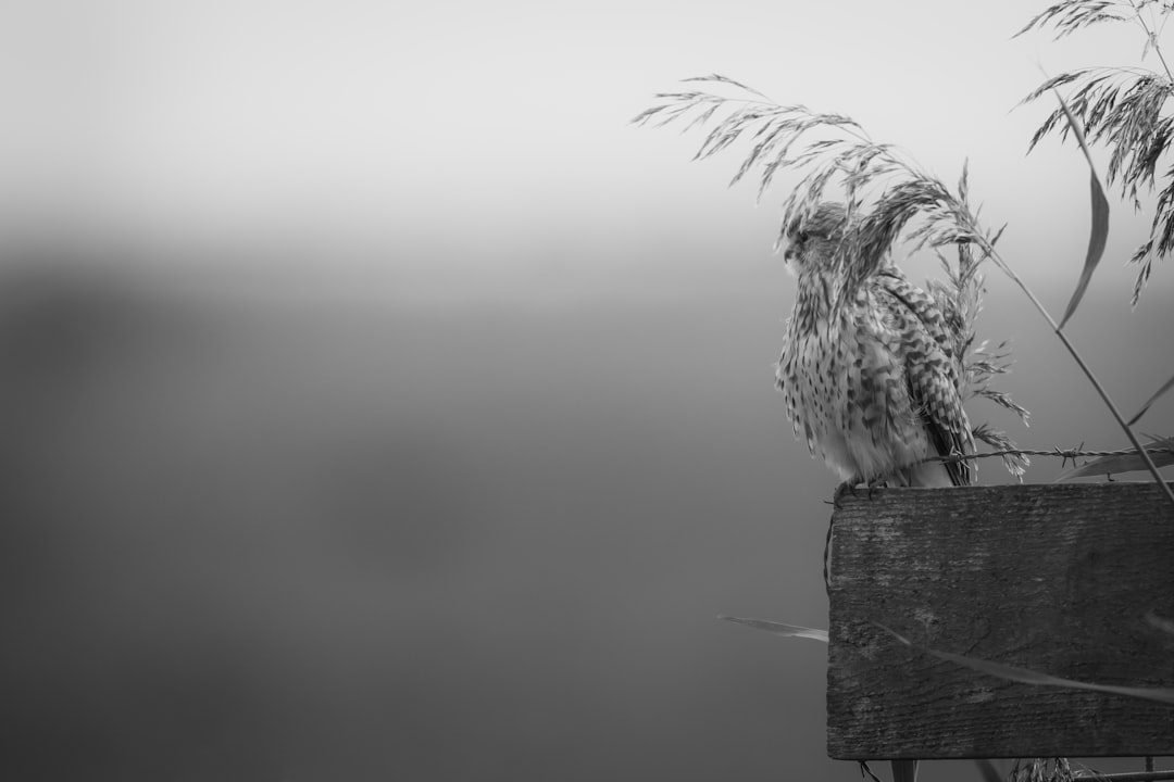 white and black bird on brown wooden post