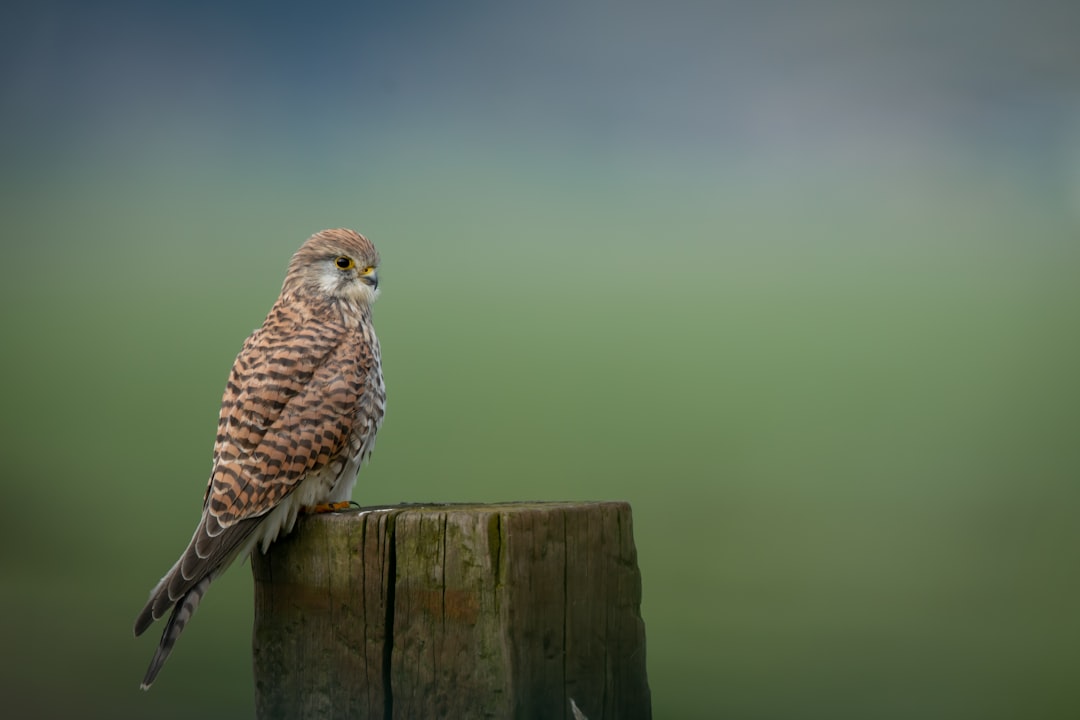 brown and white owl on brown wooden post during daytime