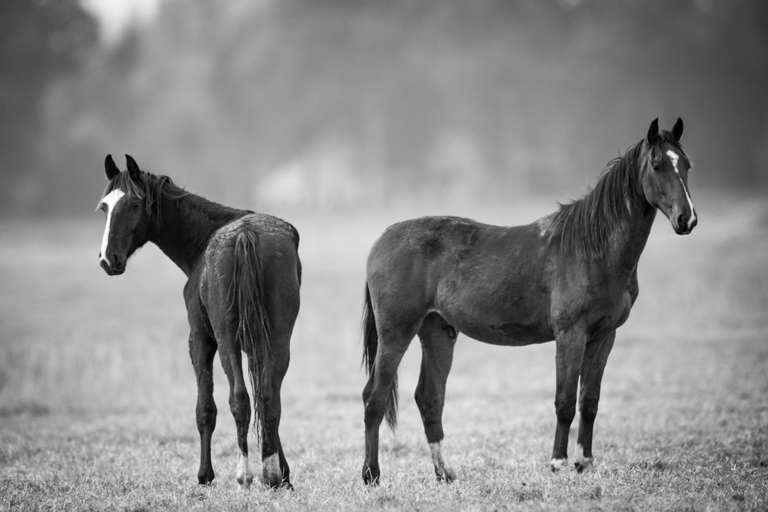 black horse on gray field