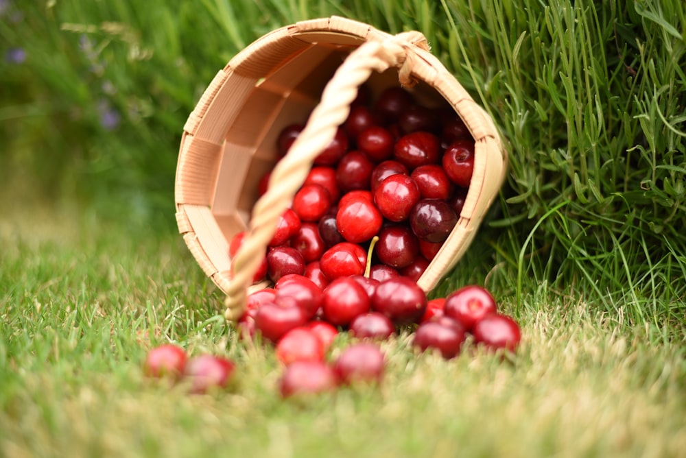 frutos redondos rojos en canasta tejida marrón en campo de hierba verde durante el día