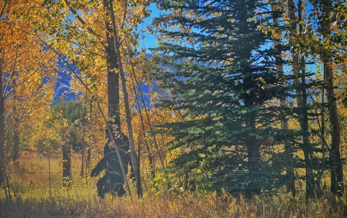 Illustration of a whimsical forest with a bigfoot silhouette peeking through trees.