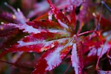 A close-up of a vibrant red maple leaf covered in morning dew.