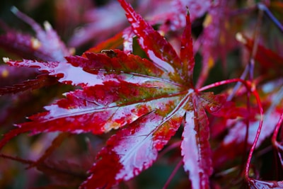 A close-up of a vibrant red maple leaf covered in morning dew.