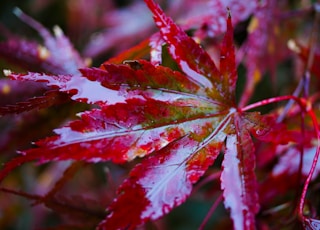 red and white maple leaf