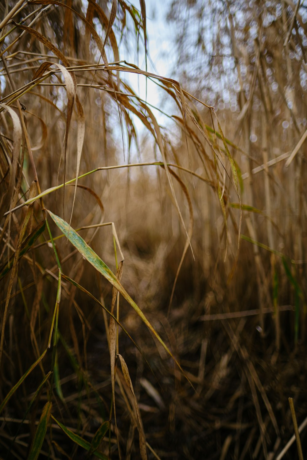 green plant in tilt shift lens