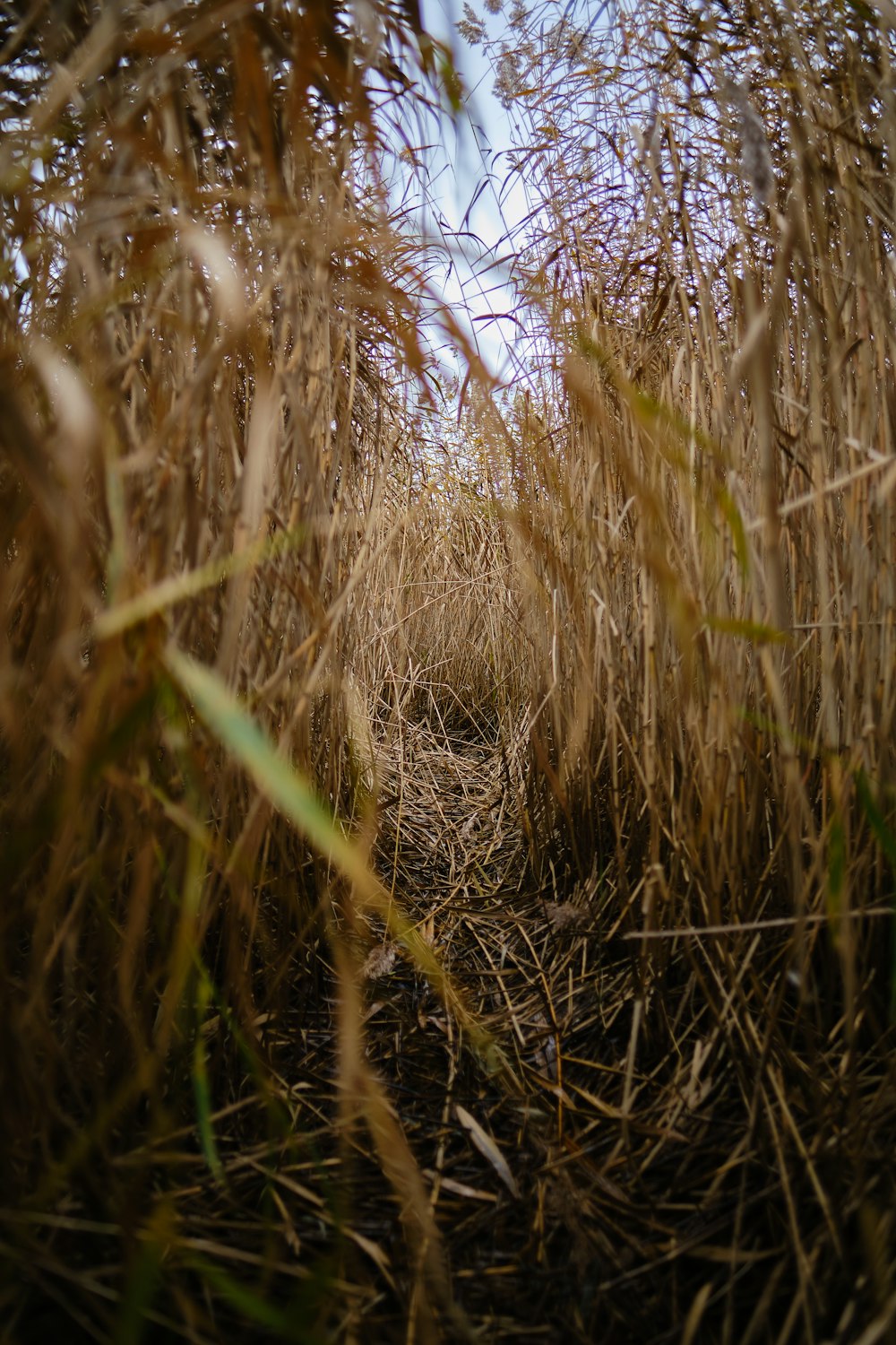 brown grass field during daytime