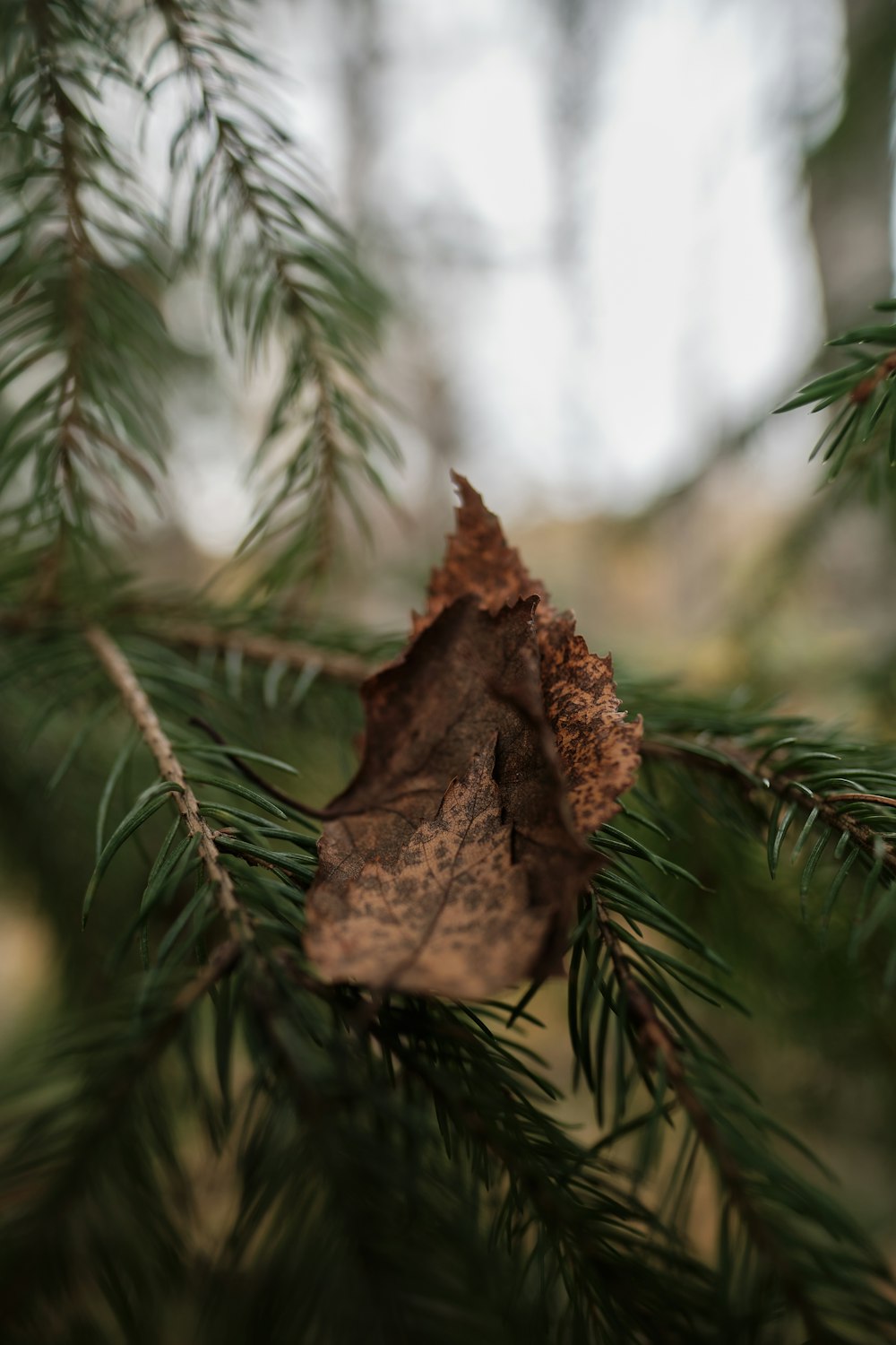 brown dried leaf on green pine tree