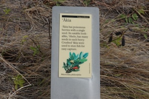 A sign in a natural setting provides information about the plant 'Ākia', describing its poisonous berries and its use in stunning fish for easy capture. The text is accompanied by an illustration of the plant featuring green leaves and red berries.