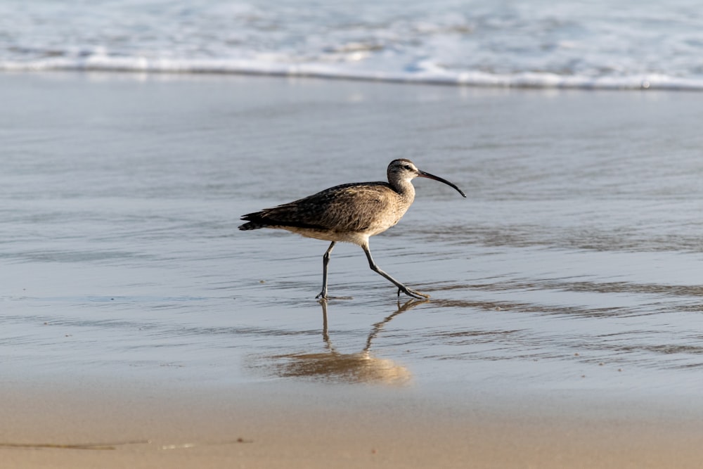 brown and black bird on seashore during daytime