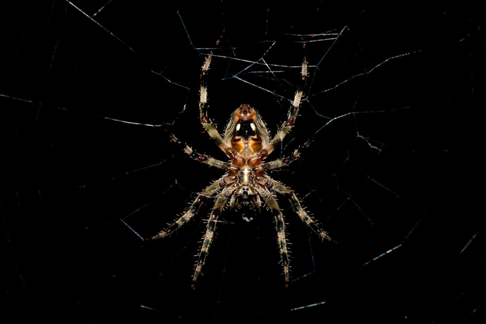 brown spider on web in close up photography