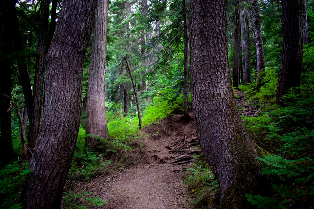 brown pathway between green trees during daytime