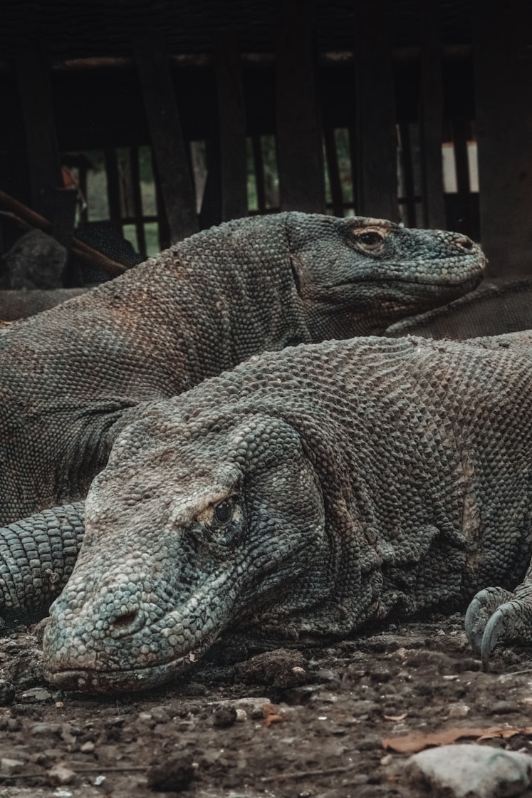 Fascinating World of Asexual Reproduction in Komodo Dragons and Snakes