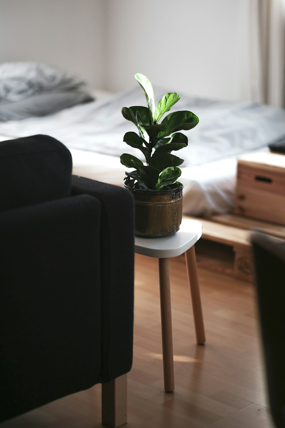green plant on white pot on brown wooden table