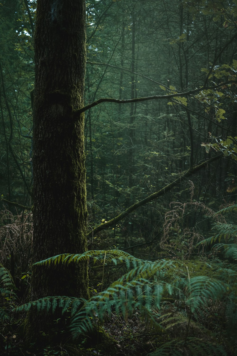 green moss on brown tree trunk