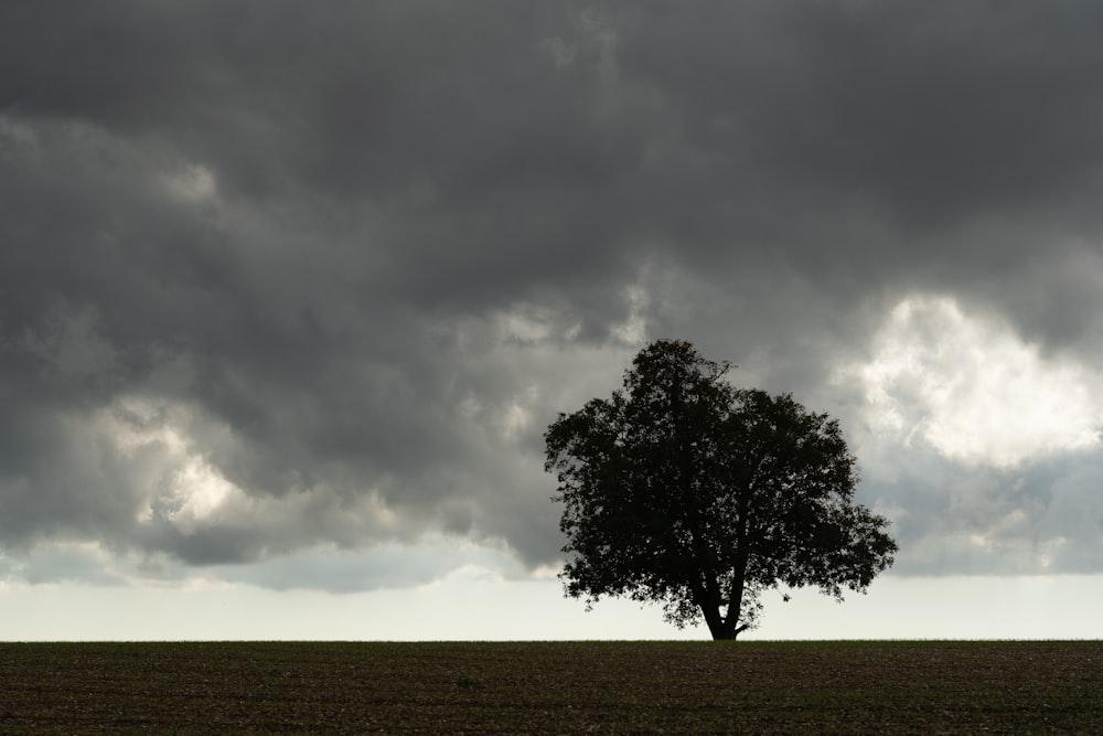 grayscale photo of tree under cloudy sky