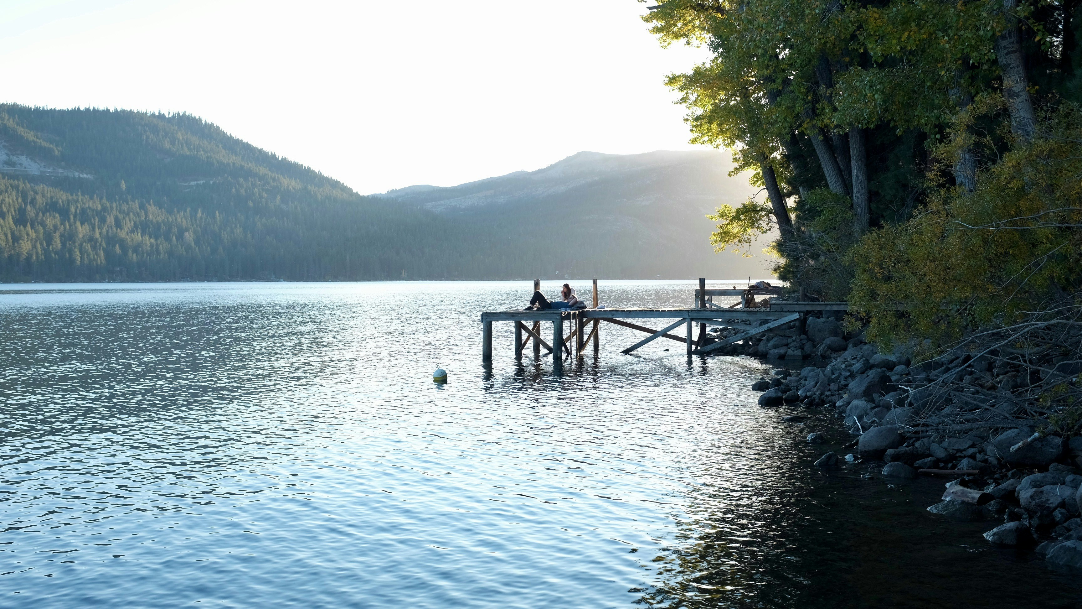 green trees near body of water during daytime