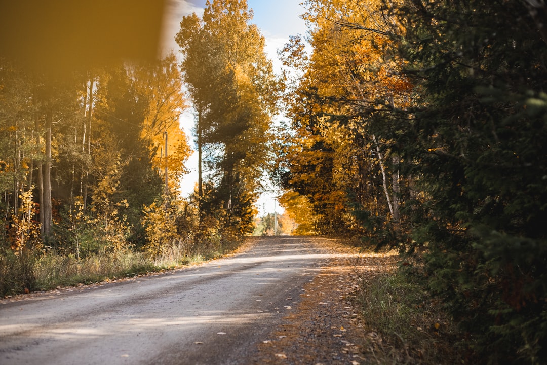 gray asphalt road between green trees during daytime