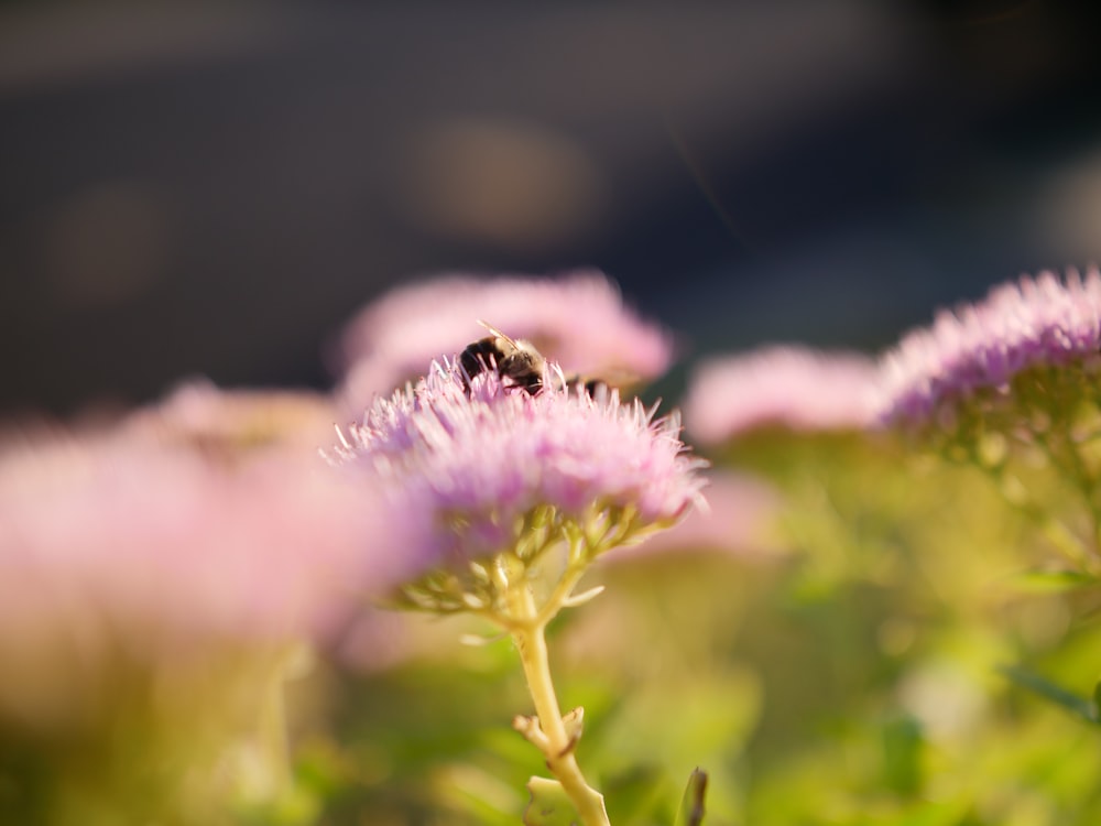 black and yellow bee on pink flower