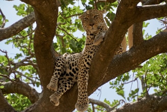 leopard on brown tree branch during daytime