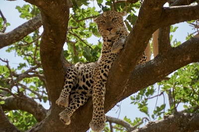 leopard on brown tree branch during daytime
