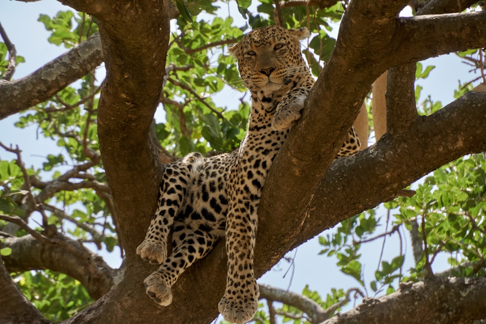 léopard sur une branche d’arbre brune pendant la journée