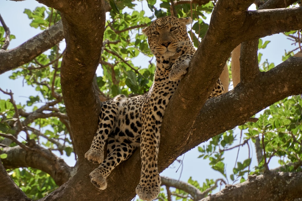 leopard on brown tree branch during daytime