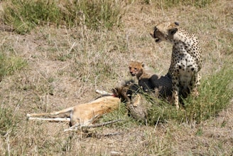 cheetah lying on ground during daytime