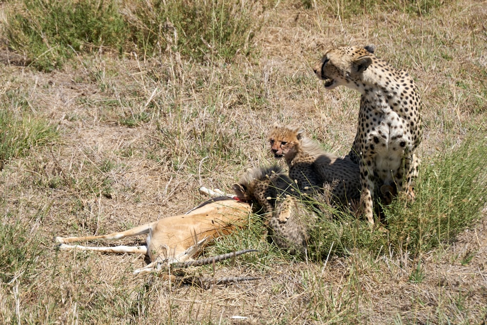 cheetah lying on ground during daytime