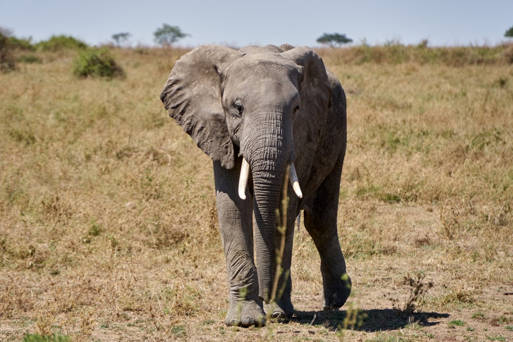 black elephant walking on green grass field during daytime