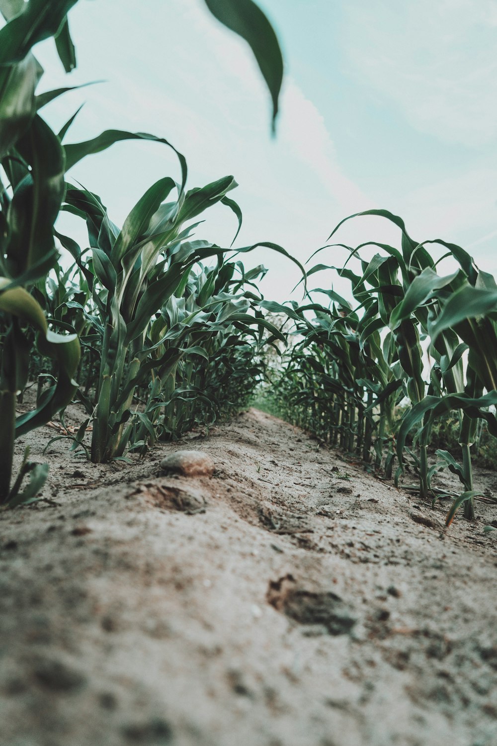 green corn field under white sky during daytime