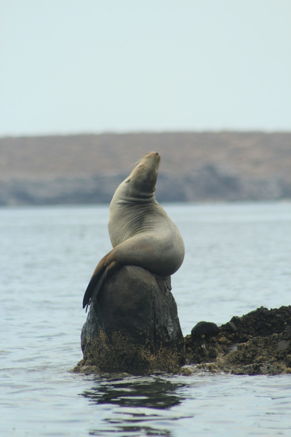 Seelöwe tagsüber auf Felsen in der Nähe von Gewässern