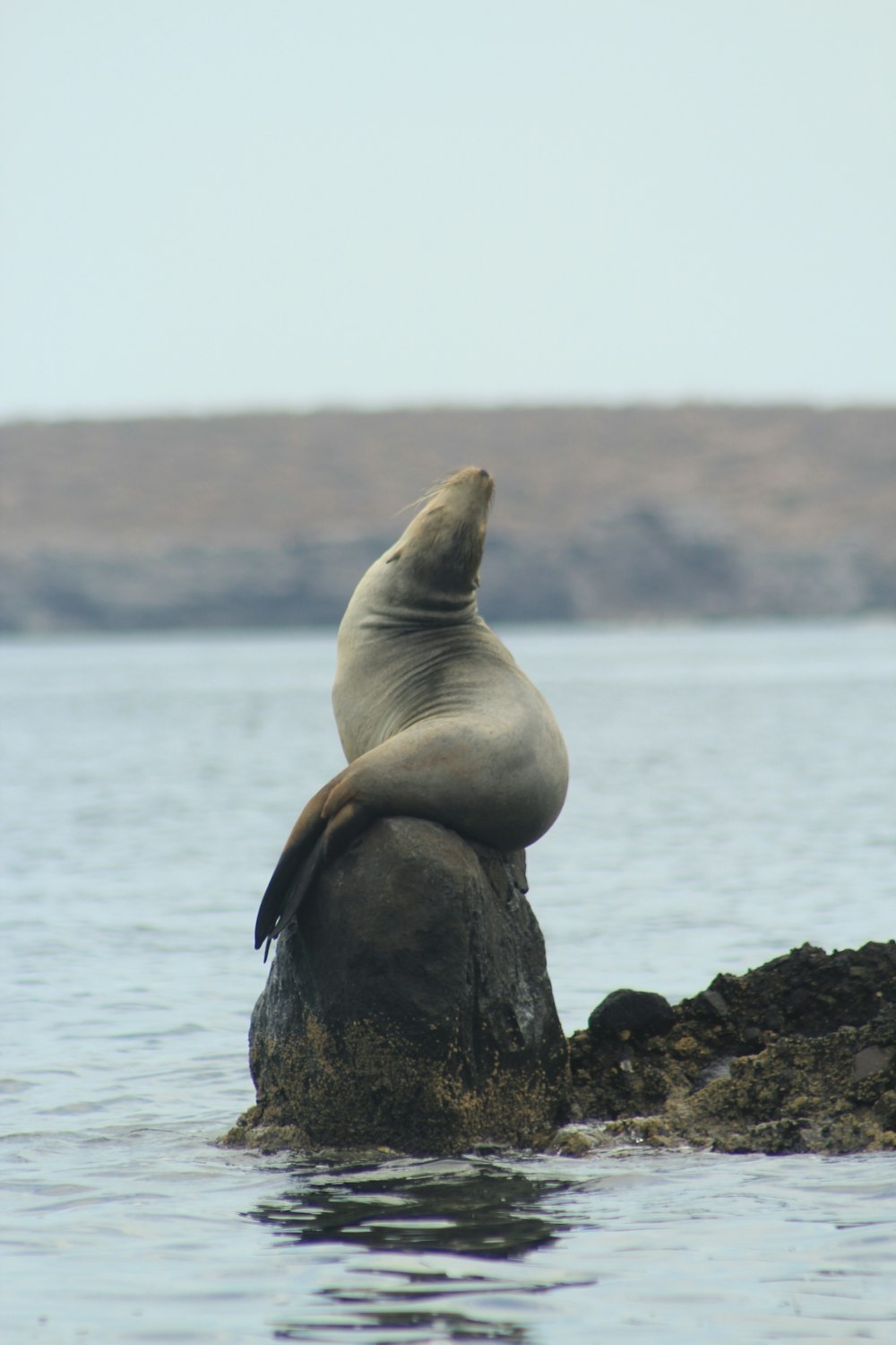 sea lion on rock near body of water during daytime