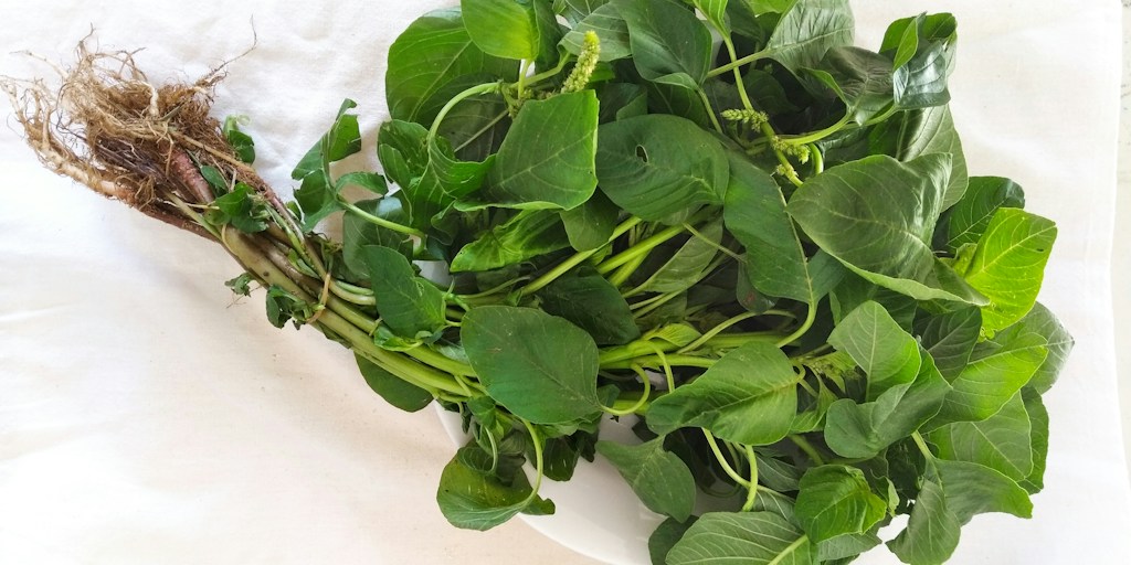 Neem Leaves