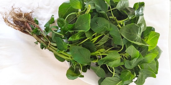 A fresh bundle of green leafy amaranth with visible roots and stems lies on a white surface. The leaves are vibrant and lush, with varied shades of green. Some small flower buds are present among the leaves.
