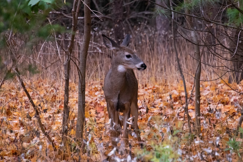 brown deer standing on brown dried leaves during daytime
