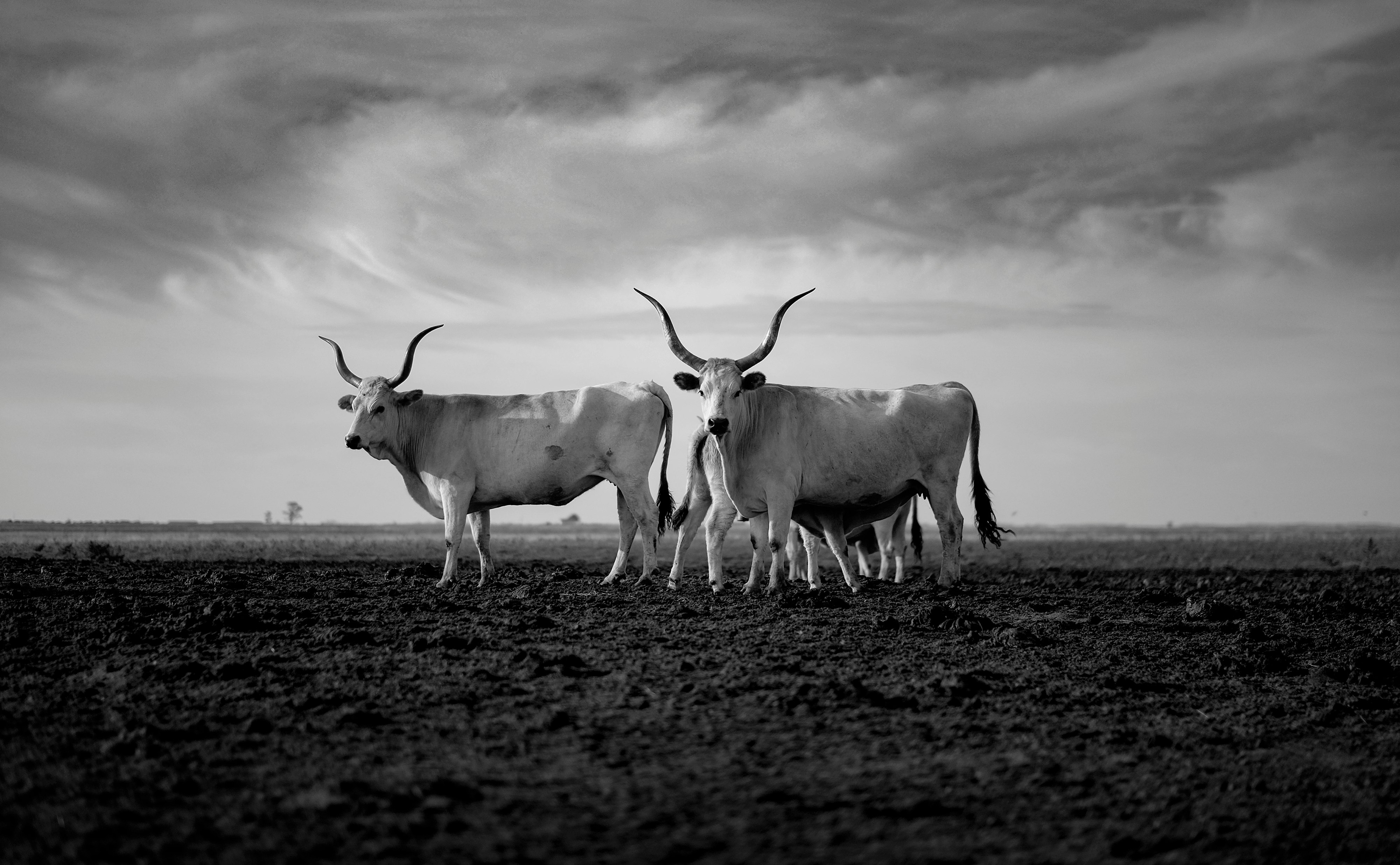 grayscale photo of cow on grass field