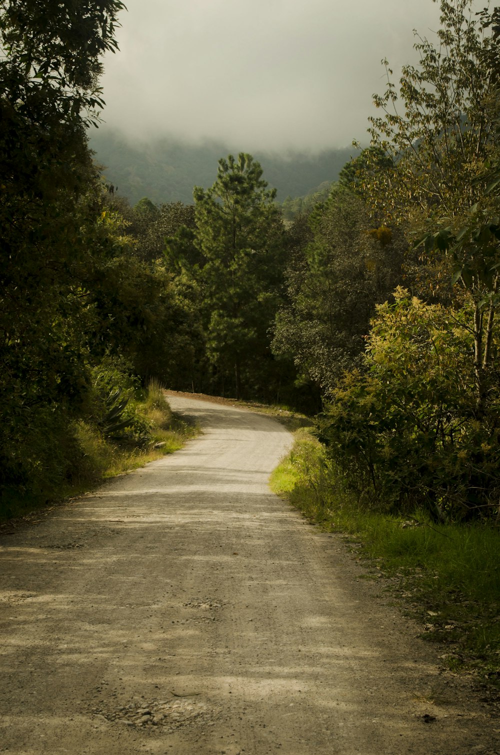 gray concrete road between green trees under blue sky during daytime