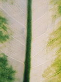 Artistic portrayal of a tropical leaf with intricate veins and subtle color gradients.