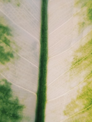 Artistic portrayal of a tropical leaf with intricate veins and subtle color gradients.
