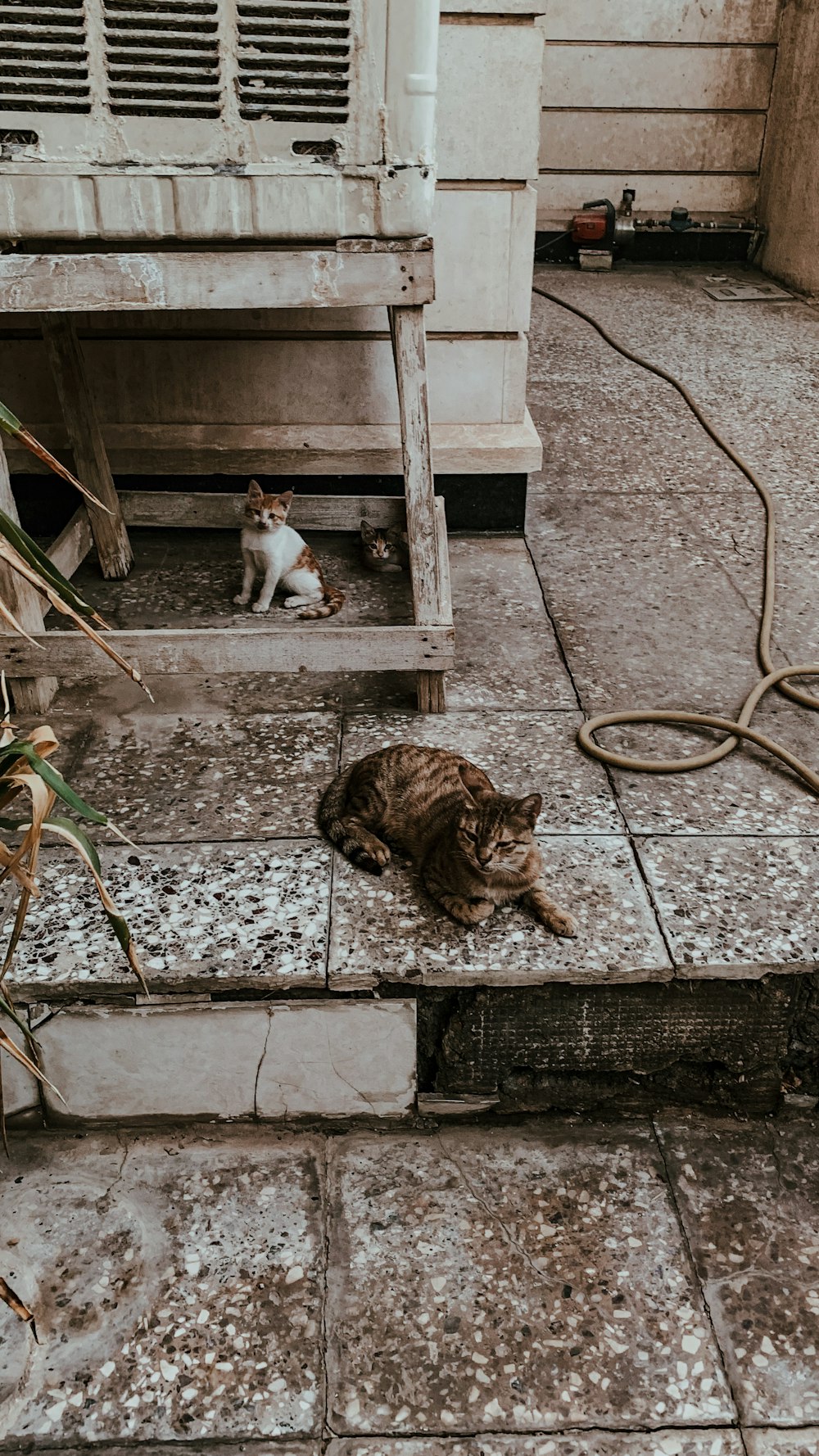 灰色のコンクリートの床に白と茶色の猫の横の茶色のぶち猫