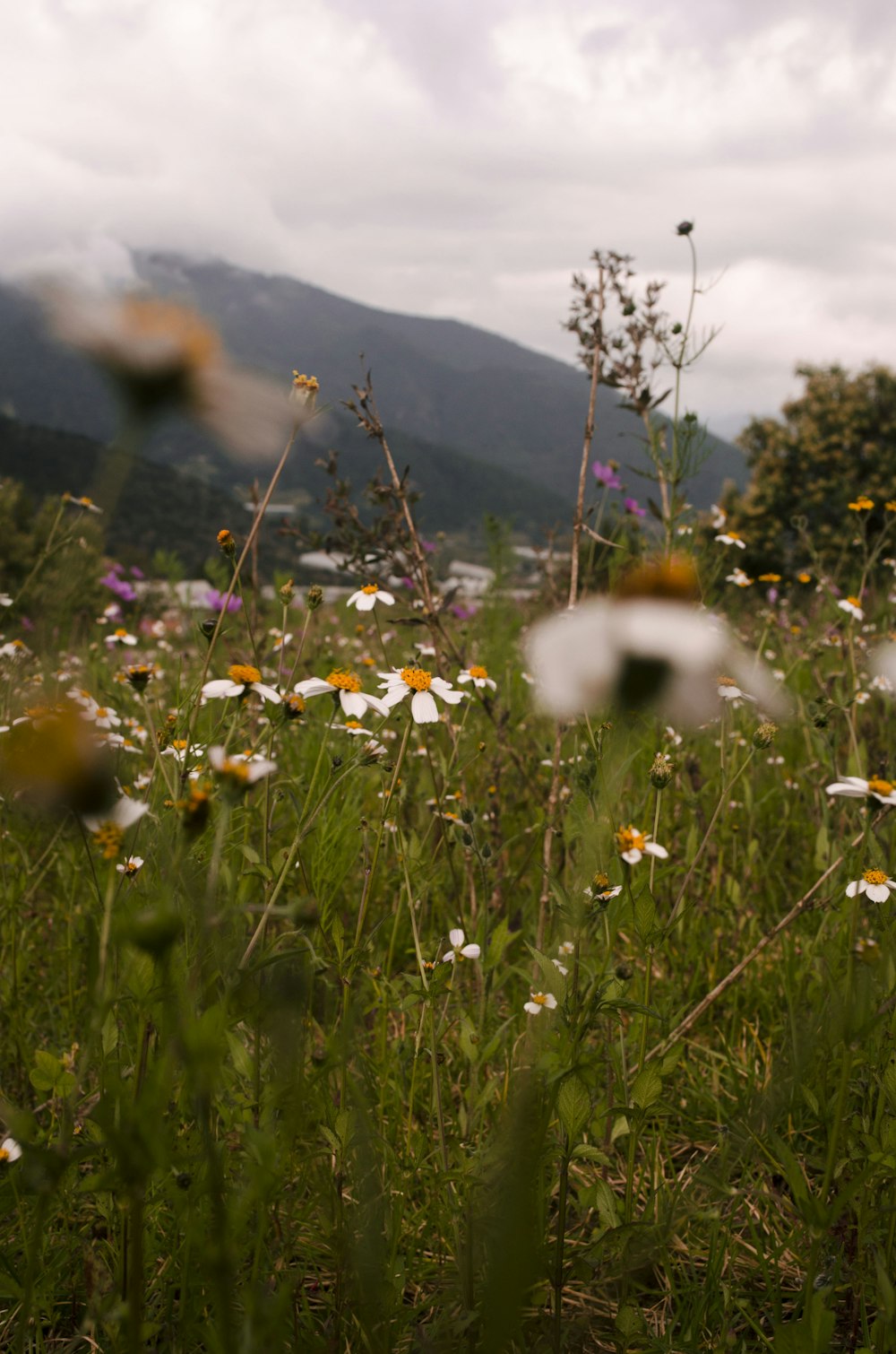 white and yellow flowers on green grass field during daytime