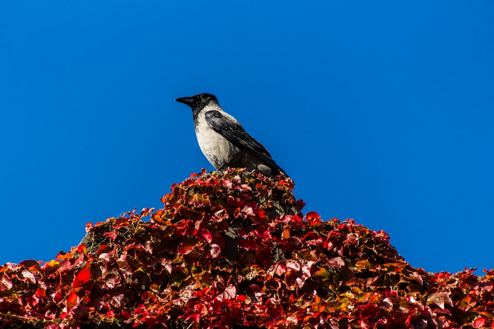 gray and white bird on brown tree branch