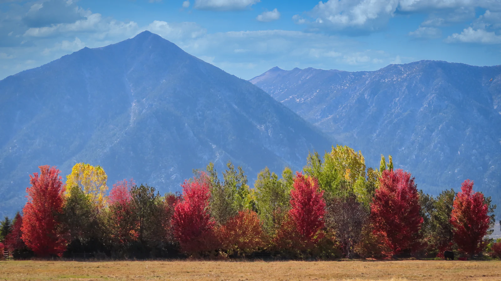 Autumn trees below a bare mountain ridge.