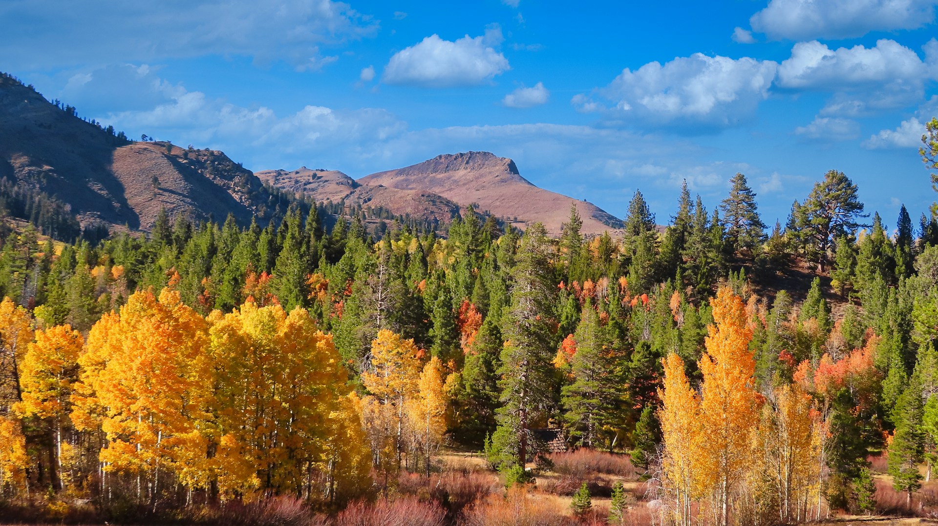 green and brown trees near mountain under blue sky during daytime