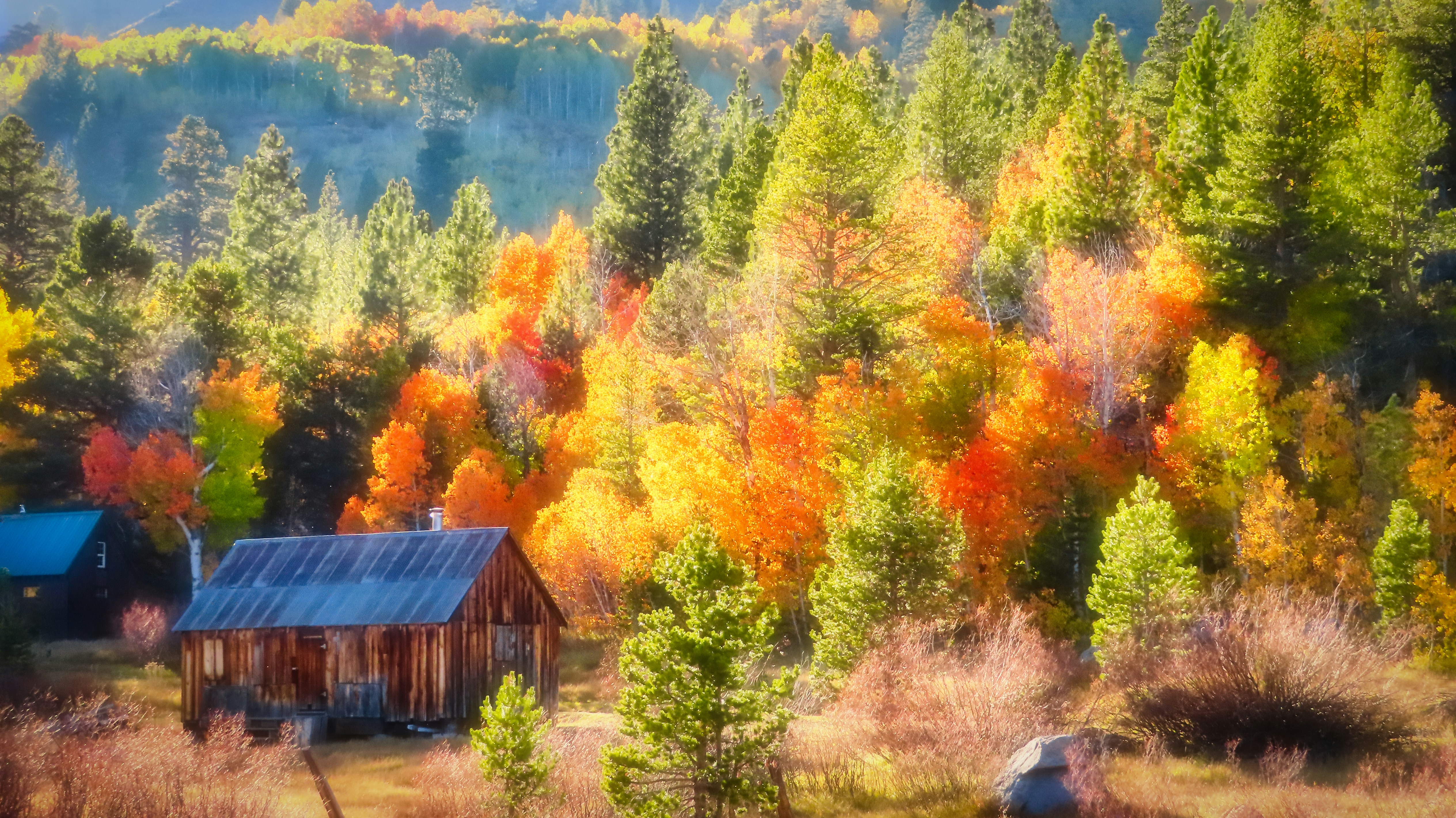 brown wooden house near green and orange trees during daytime